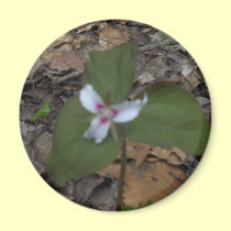 White with Red Trillium magnets