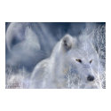 White Wolf Art Poster posters