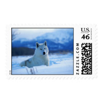 White Wolf postage