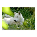 White Wolf posters