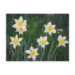 White & Yellow Spring Daffodils Postcards
