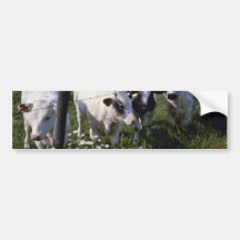 white Young Dairy Cattle flowers Bumper Stickers