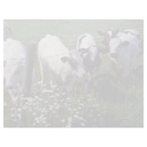 white Young Dairy Cattle flowers Letterhead Template