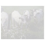 white Young Dairy Cattle flowers Letterhead Template