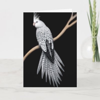 [Image: whitefaced_pearl_pied_cockatiel_card-p13...r3_400.jpg]