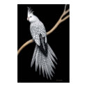 Whitefaced Pearl Pied Cockatiel Poster posters