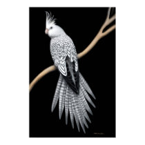 Whitefaced Pearl Pied Cockatiel Poster posters by twopurringcats Whitefaced Pearl Pied Cockatiel Poster posters