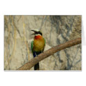 Whitefronted bee-eater cards by pshaw_photo Whitefronted bee-eater cards