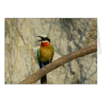 Whitefronted bee-eater        cards