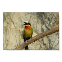 Whitefronted bee-eater        posters