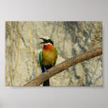 Whitefronted bee-eater        posters