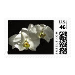 WhiteOrchids Postage Stamp