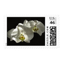 WhiteOrchids Postage Stamp
