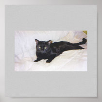 whiteShadow! posters