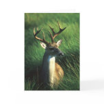 WHITETAIL BUCK CARD