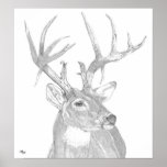 Whitetail buck head posters
