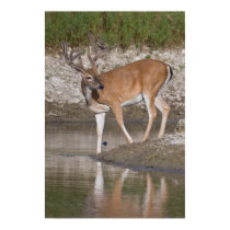 Whitetail Buck in Velvet posters
