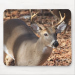 Whitetail Buck Mouse Pad