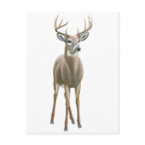 Whitetail Buck Postcard by twopurringcats Whitetail Buck Postcard