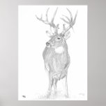 Whitetail Buck Poster