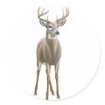 Whitetail Buck Sticker