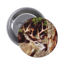 Whitetail Deer (Buck) Button