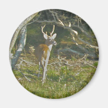 Whitetail Deer Buck OBX Magnet