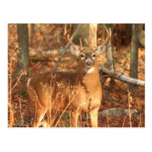 Whitetail Deer Buck Post Card