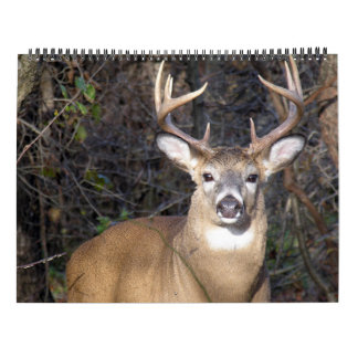 Deer Calendars | Zazzle