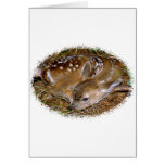 Whitetail Deer Fawn Card