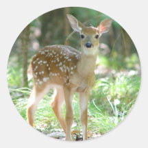 Whitetail Deer Fawn Sticker