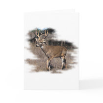 Whitetail deer in the field cards