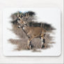 Whitetail deer in the field