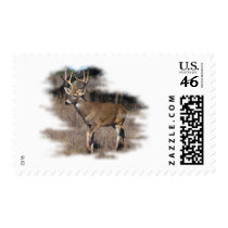 Whitetail deer in the field postage