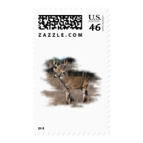 Whitetail deer in the field postage