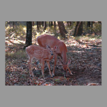 Whitetail deer in the Poconos. print 0065 posters