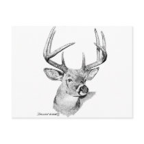 Whitetail Deer Postcard