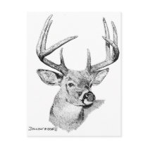 Whitetail Deer Postcard