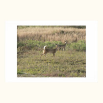 Whitetail deer. posters by Acorns_tree Whitetail deer. posters