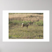 Whitetail deer. posters