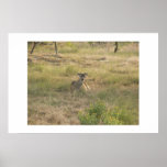 Whitetail deer. poster