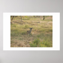 Whitetail deer. posters