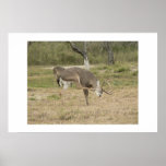 Whitetail deer. posters
