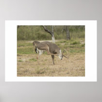 Whitetail deer. posters