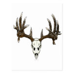 Whitetail deer skull 1 post card
