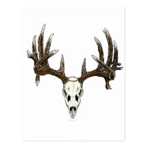 Whitetail deer skull 1 post card