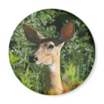 Whitetail Doe Standing Guard Magnets