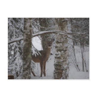 Whitetail Postcard postcard