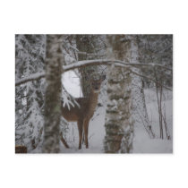 Whitetail Postcard by lovelywhimsies Whitetail Postcard