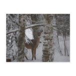 Whitetail Postcard